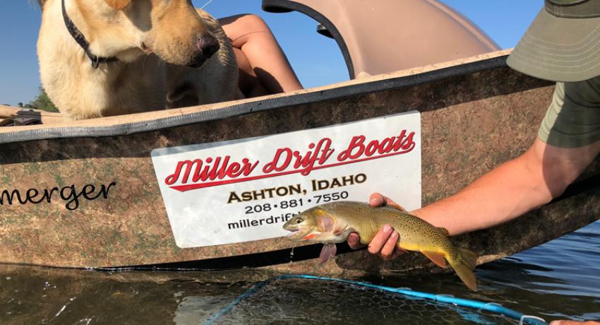 South Fork Cutthroat South Fork Cutthroat