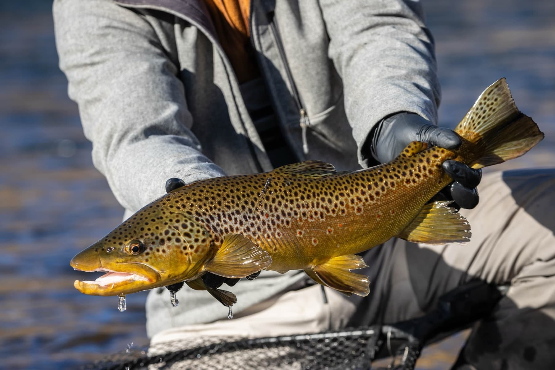 Angler holding a golden South Fork brown trout